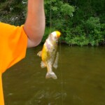 Nick-Portage Lakes 5