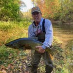 Mark-King Salmon