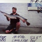 Wayne - Long Nose Gar
