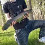 Robert - Bowfin